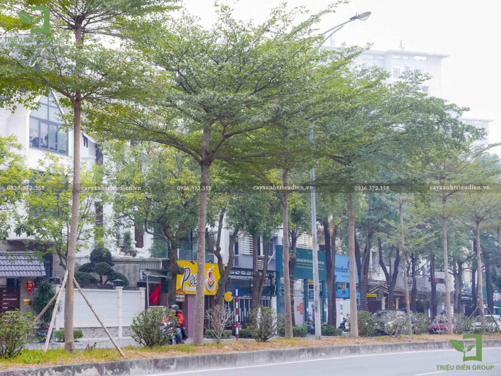  báo giá cây bàng đài loan