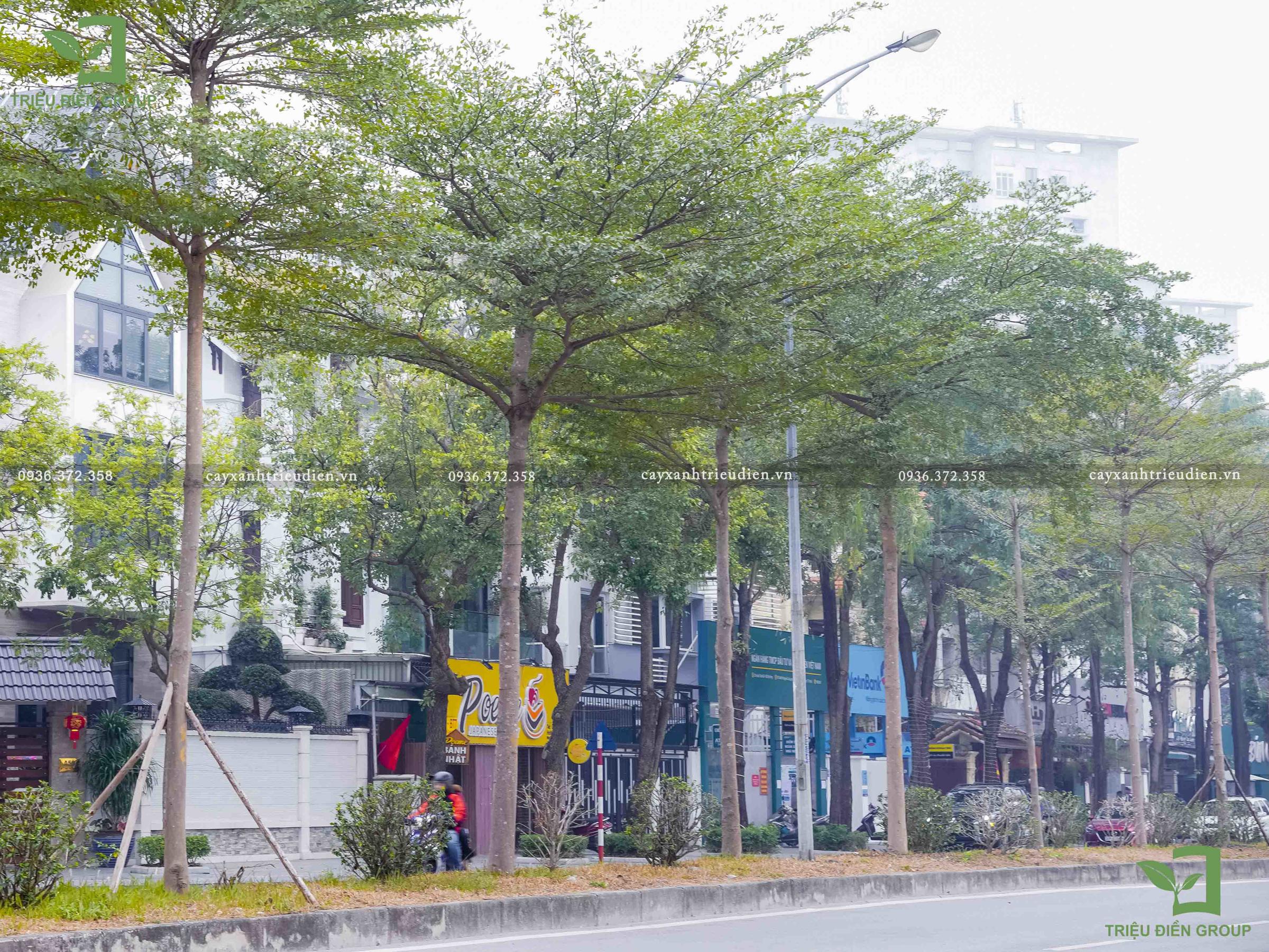 cây bàng đài loan hà nội​
