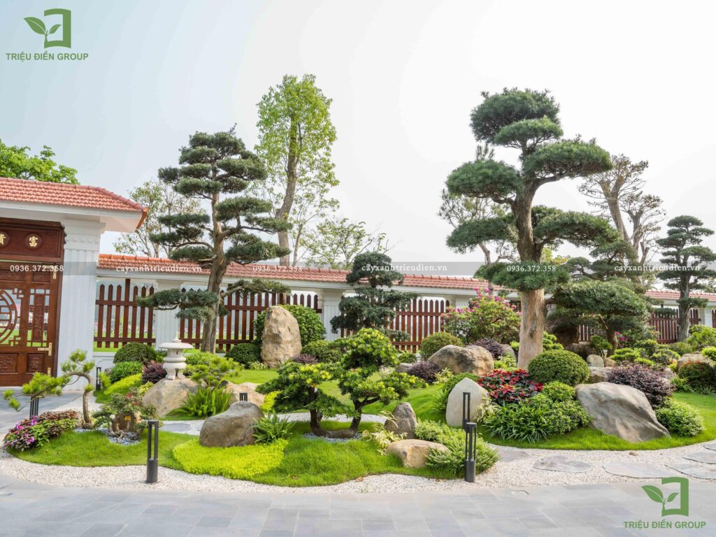 cây tùng la hán hợp mệnh gì