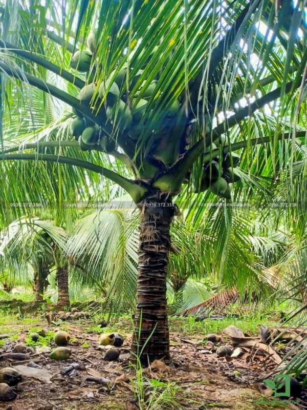 Cây dừa