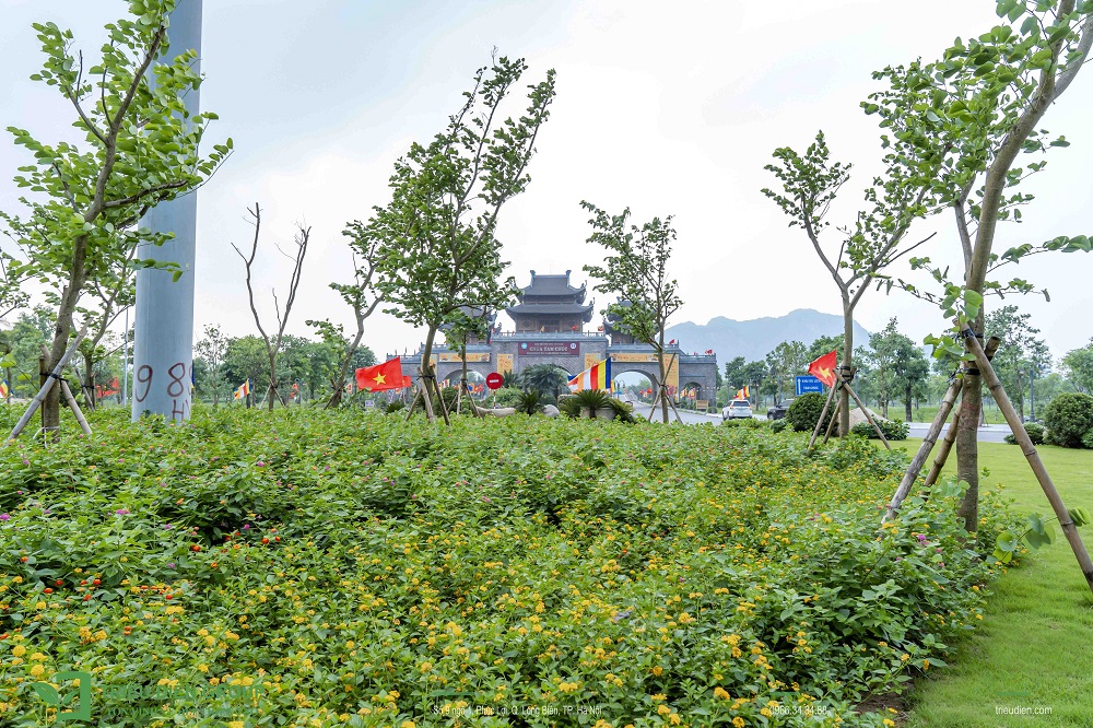 Cây Ban hoàng hậu