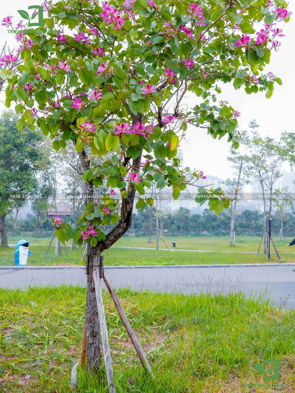 Cây ban hoàng hậu