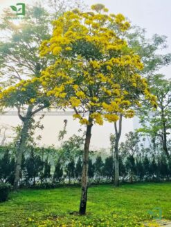 Cây Chuông Vàng