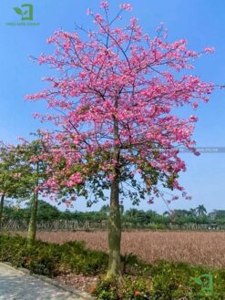 Cây mỹ nhân