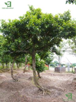 Cây nguyệt quế