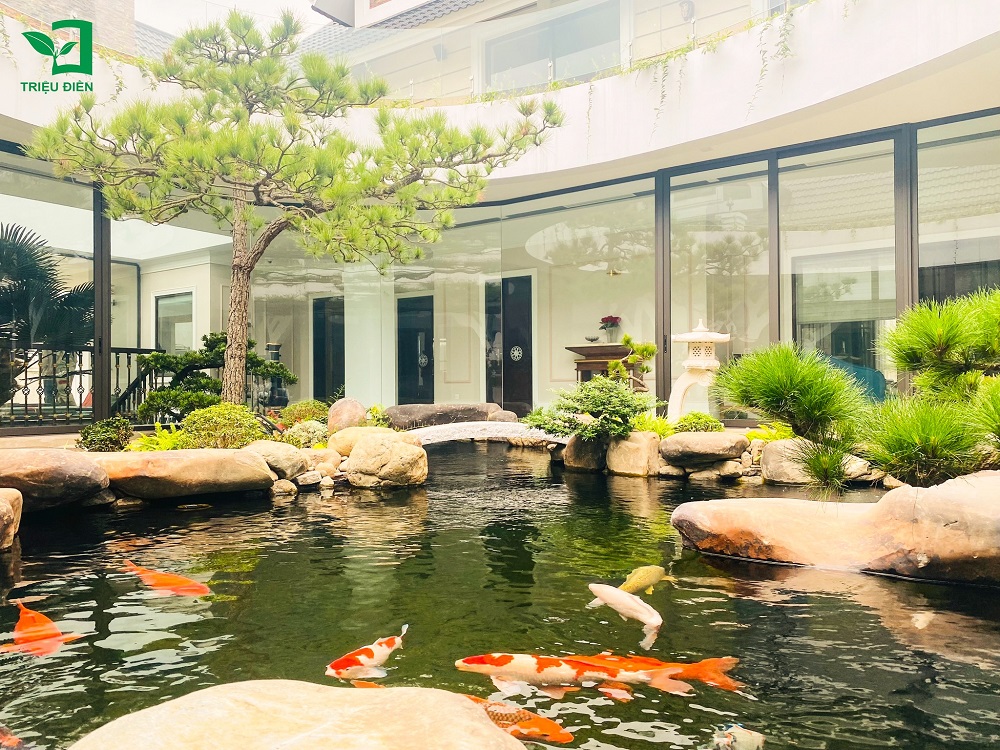 cây thông đen nhật bản​