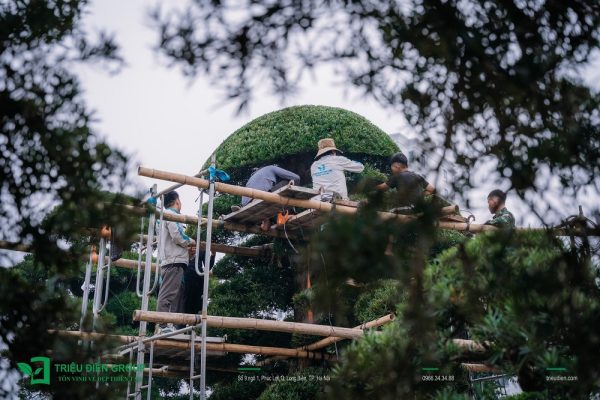 cây tùng la hán hợp mệnh gì?