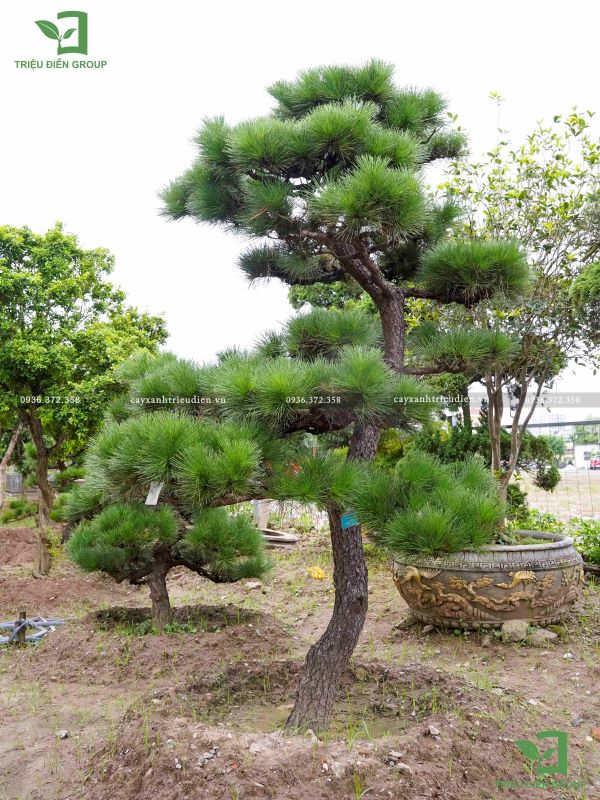 Cây thông đen Nhật Bản
