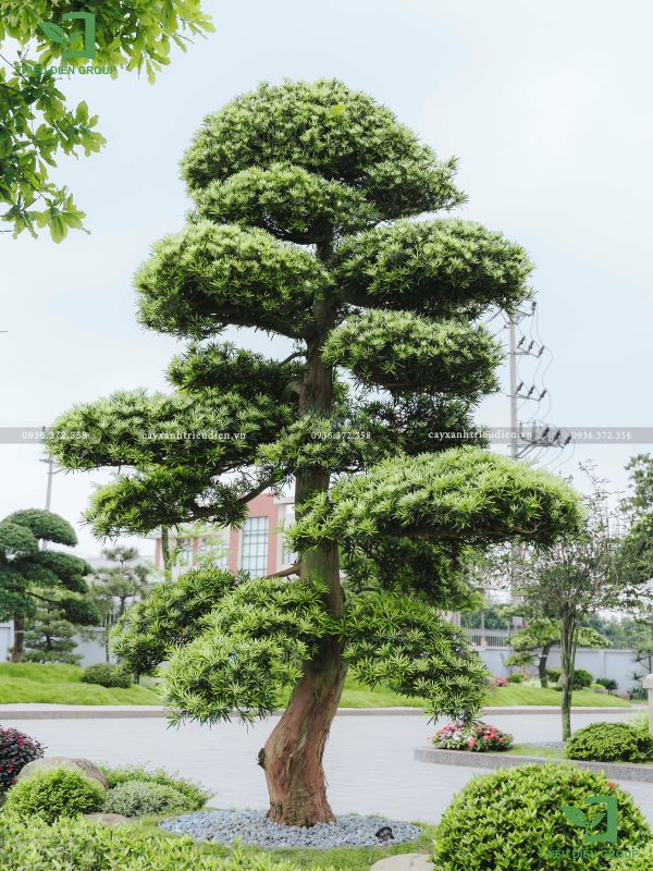 Cây Tùng La Hán Nhật Bản
