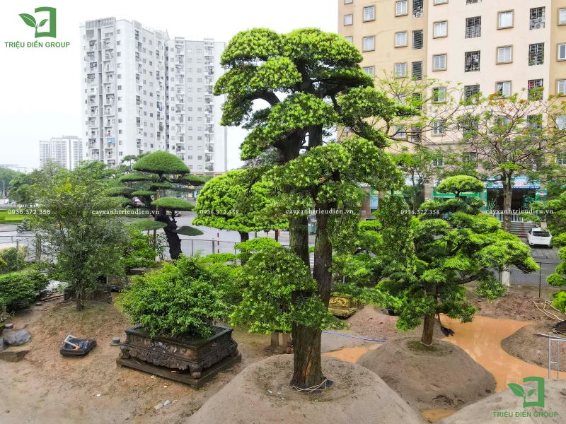 giá cây tùng la hán nhật bản