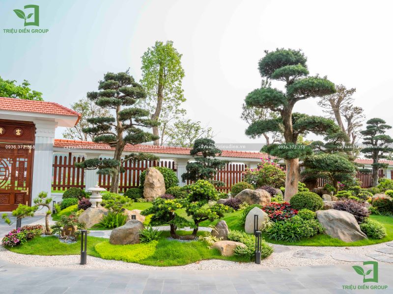 giá cây tùng la hán Nhật Bản