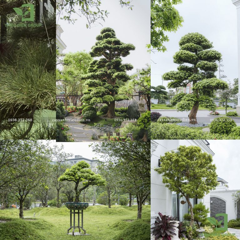 Cây cảnh