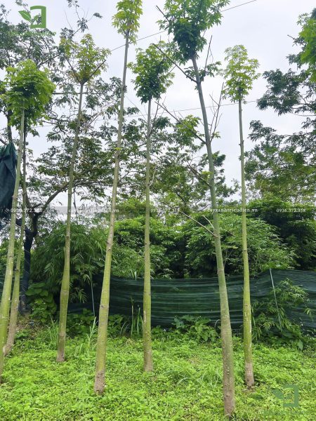Báo giá cây xanh đô thị