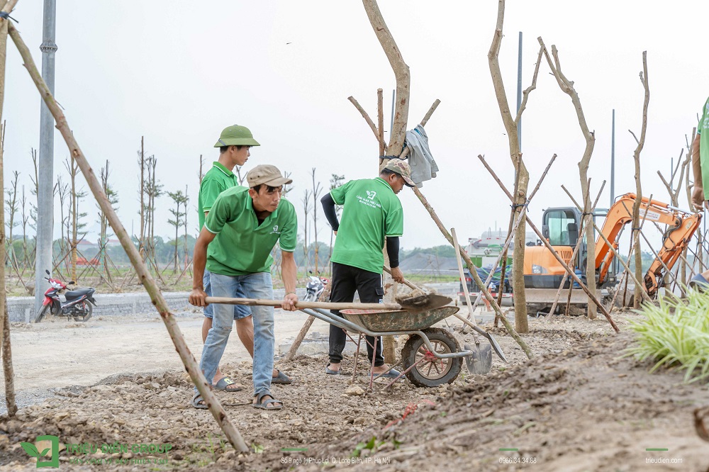 Cách tính số cây trồng trên diện tích