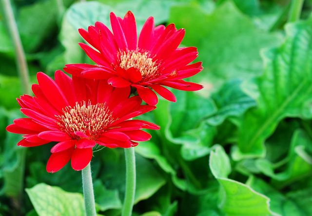 Các loại hoa nên thắp hương