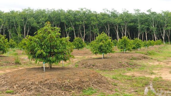 Cách tính số cây trồng trên diện tích