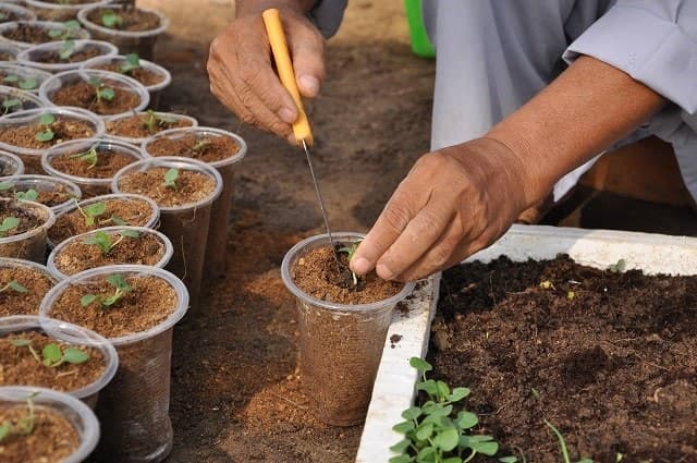 Cách trộn xơ dừa với đất
