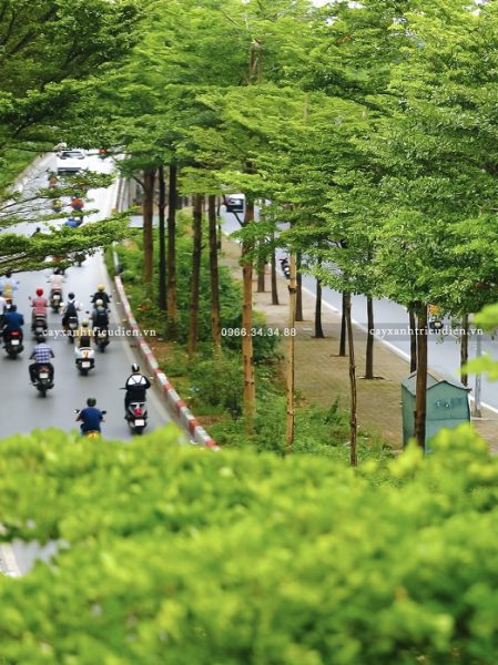 Thiết kế cây xanh đô thị​