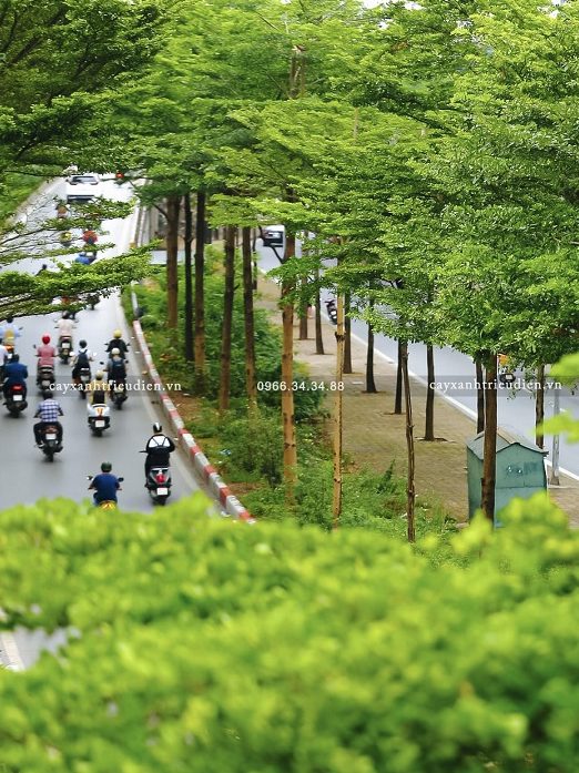 Cây Bàng Đài Loan trồng trong nhà