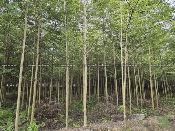 Thiết kế cây xanh đô thị​