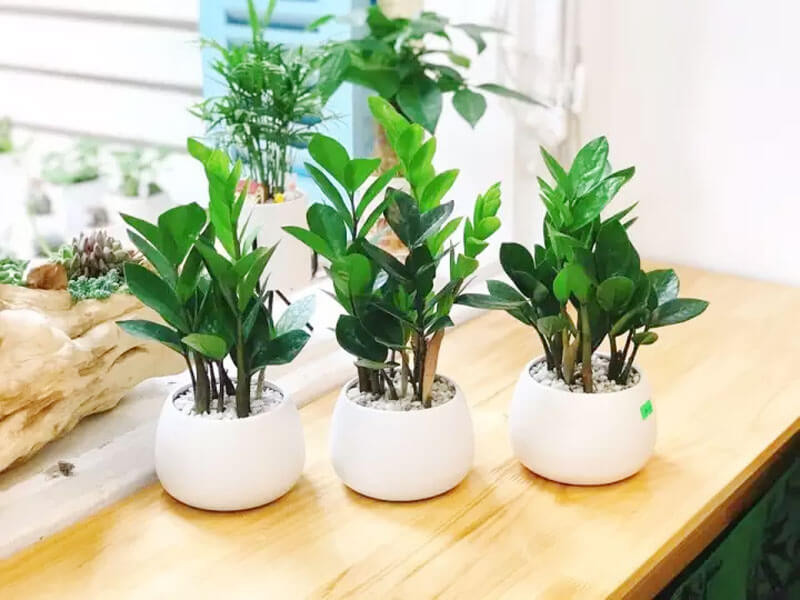 Cây hợp phong thủy cho 12 con giáp​