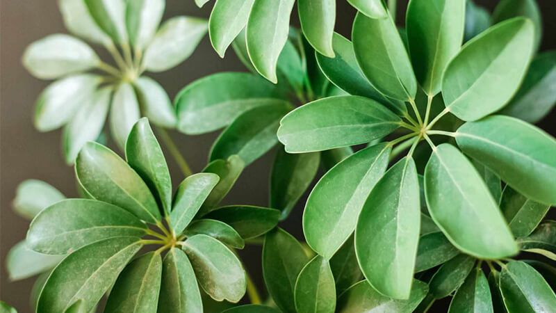 Cây hợp phong thủy cho 12 con giáp​