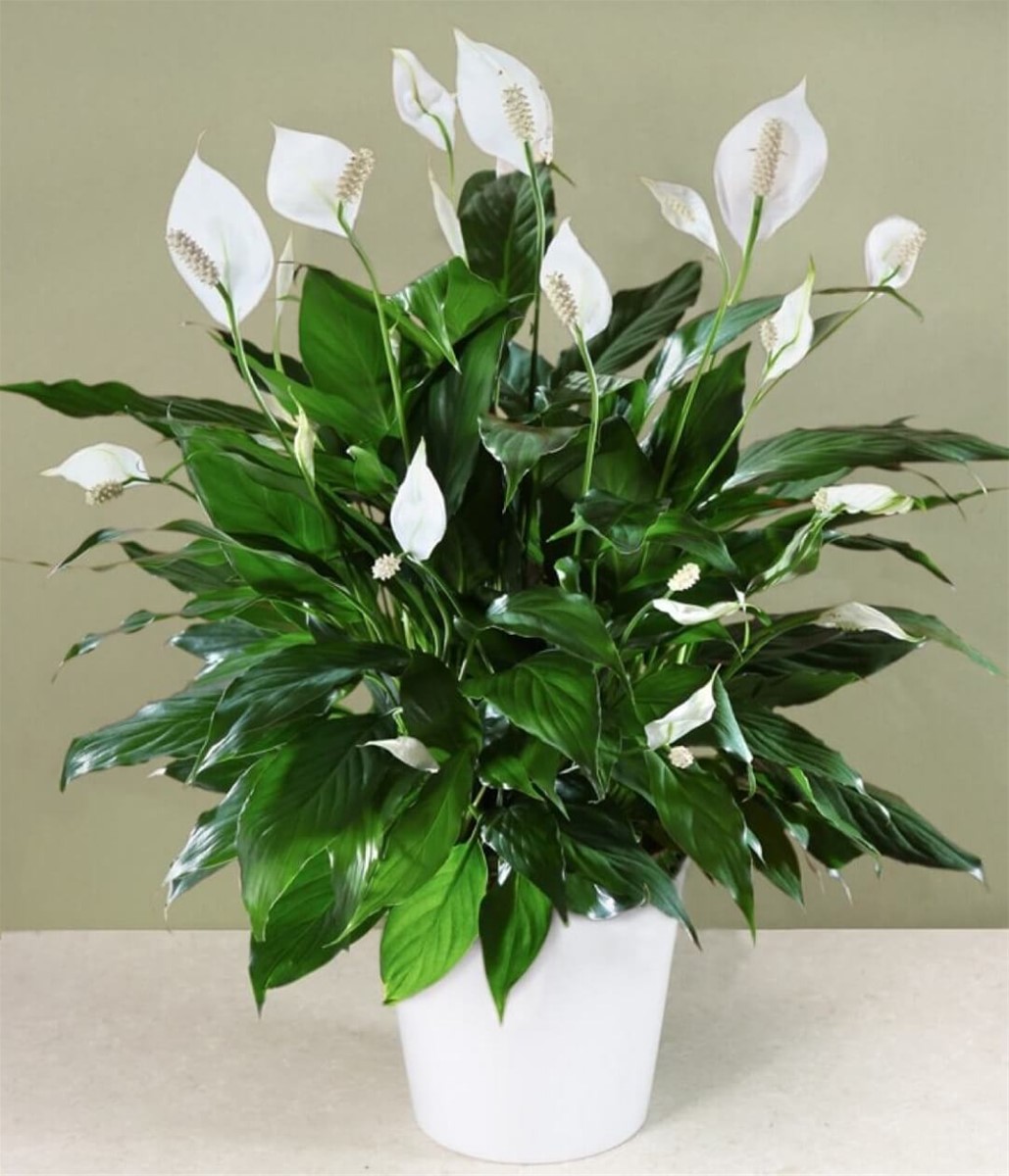 Cây hợp phong thủy cho 12 con giáp​