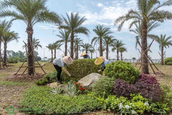Cây trồng vỉa hè đô thị​
