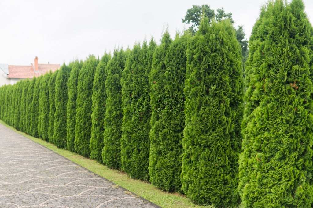 Trồng cây làm hàng rào chống trộm