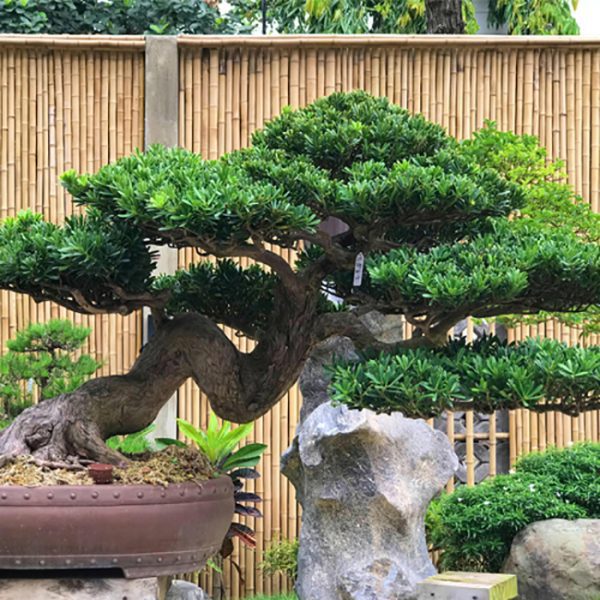 Bán cây Tùng La Hán đẹp