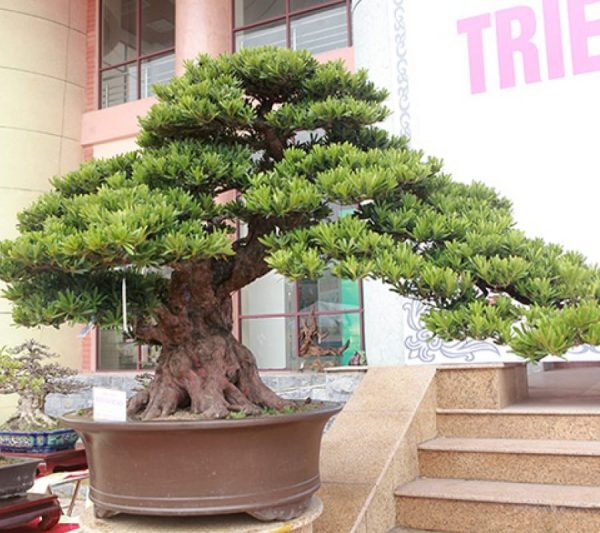 Bán cây Tùng La Hán đẹp​
