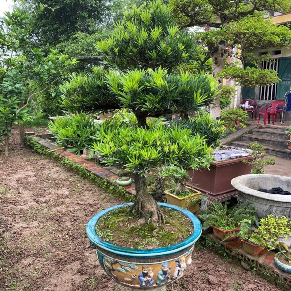 Bán cây Tùng La Hán đẹp​
