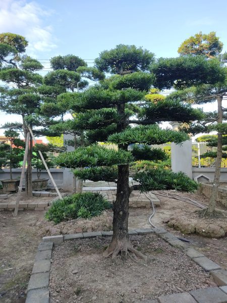 cây tùng la hán dáng trực