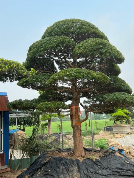 Báo giá cây xanh đô thị