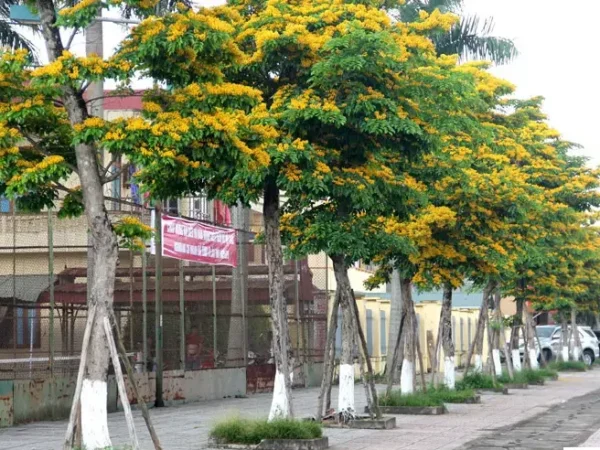 Cây trồng vỉa hè đô thị​