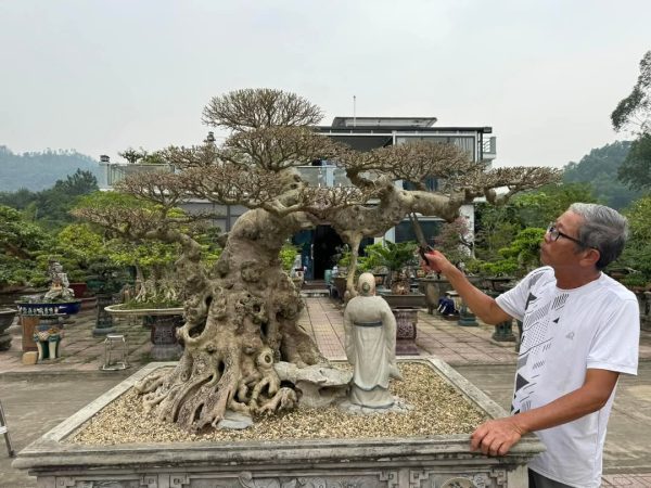 Cây Sanh dáng lão mai sinh quý tử​