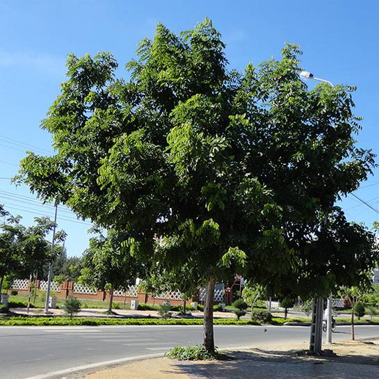 các loại cây công trình
