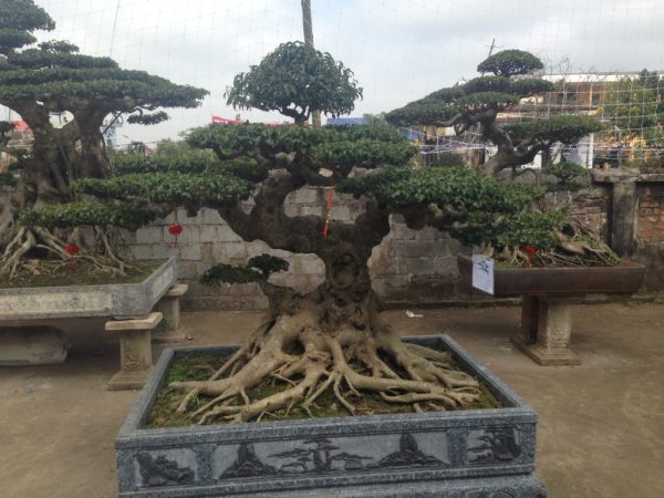 Cây Sanh dáng lão mai sinh quý tử​