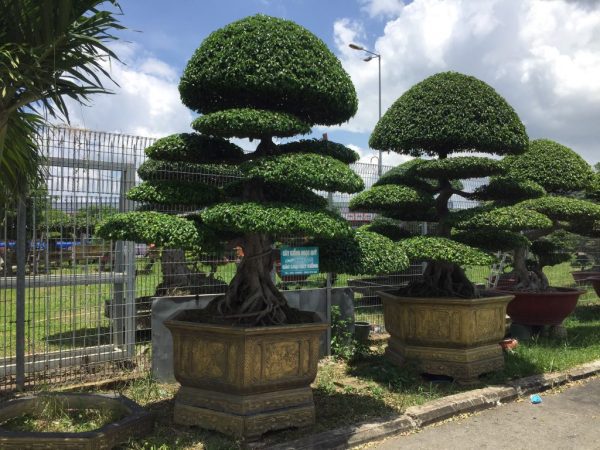 Cây Sanh dáng trực đẹp