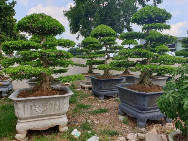Cây sanh dáng trực quân tử