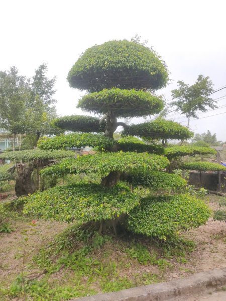 cây tùng la hán dáng trực