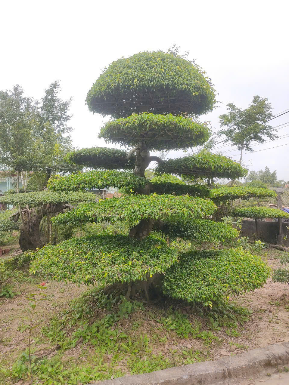 Trồng cây sanh trước nhà có tốt không​