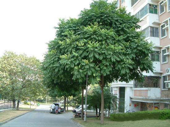 cây xanh đô thị hà nội​