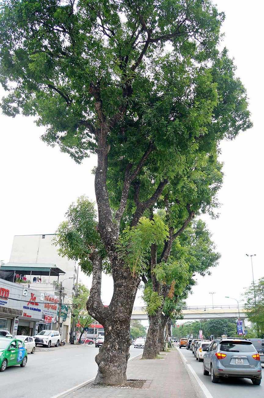cây xanh đô thị hà nội​