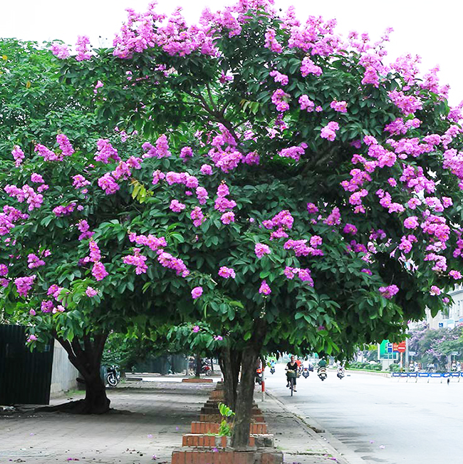 Vì sao nên trồng cây xanh đô thị