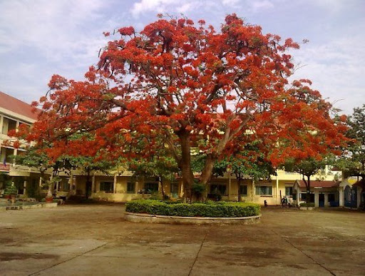 bảng giá cây công trình​