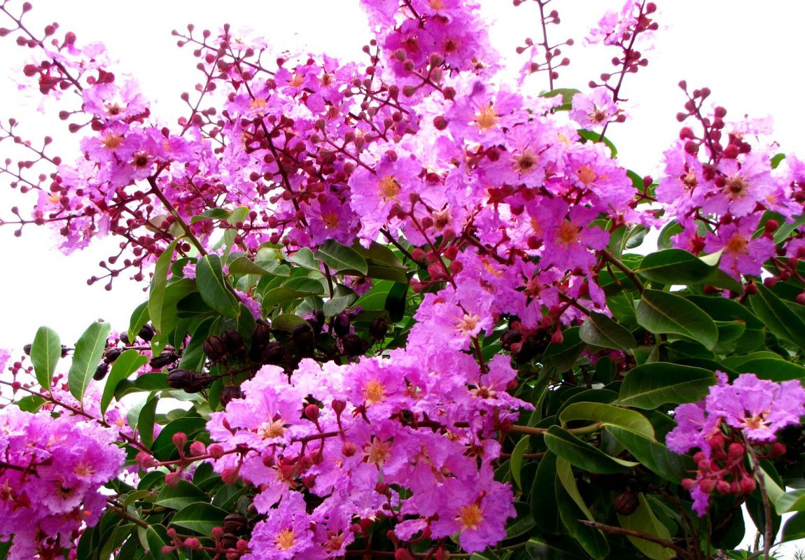 bảng giá cây công trình​