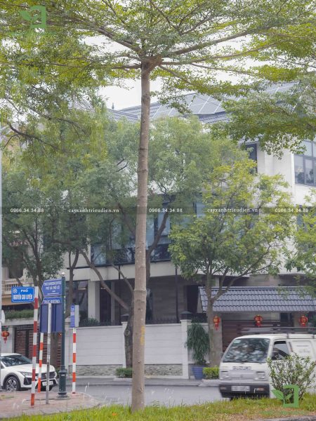Giá cây bàng Đài Loan