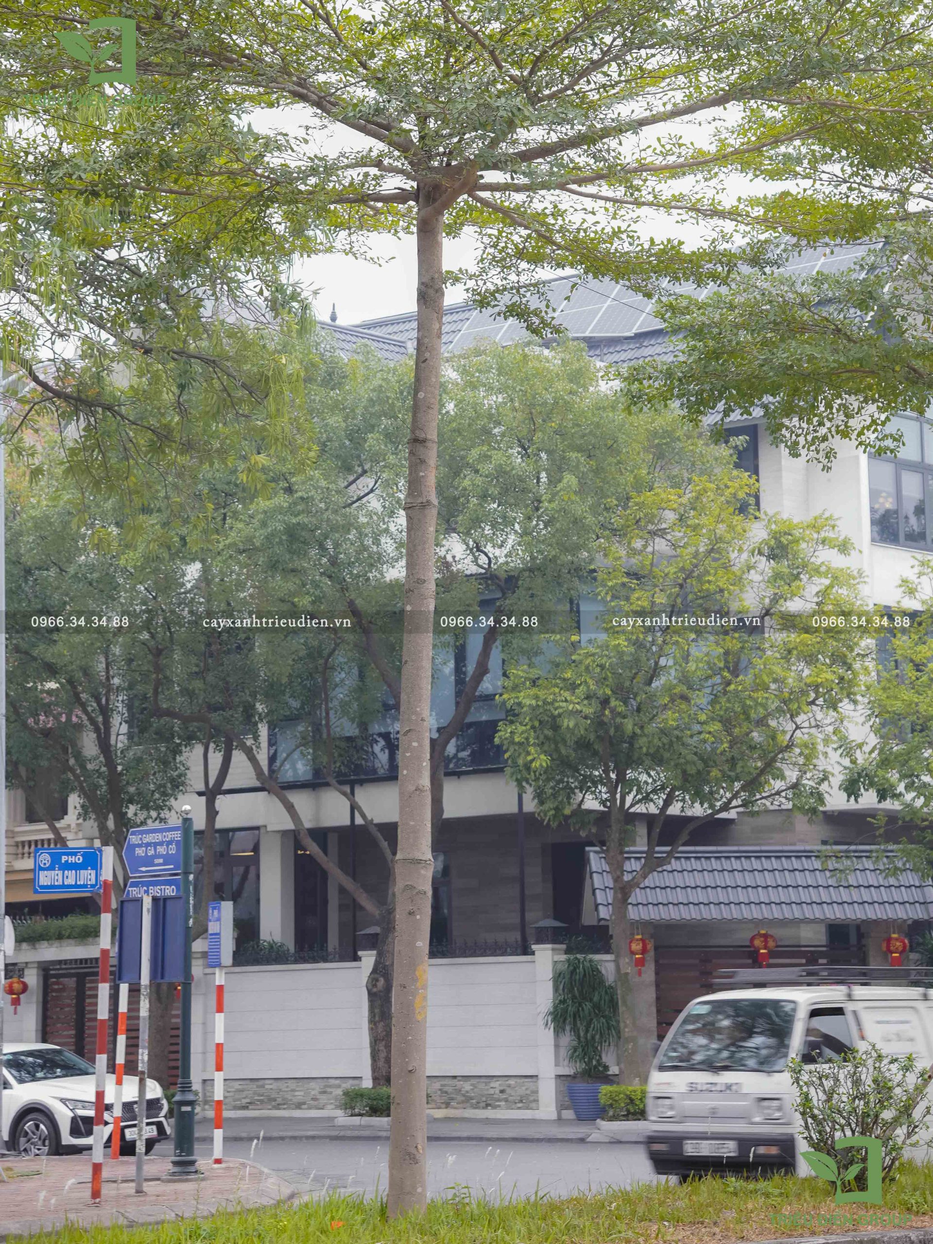 Giá cây bàng Đài Loan