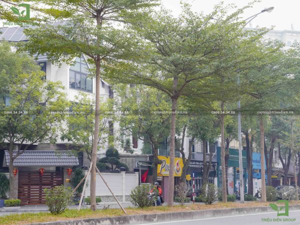 Các loại cây công trình